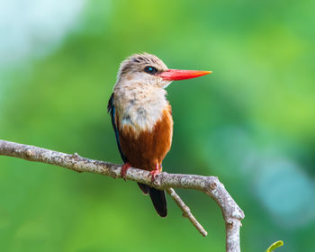 Close-up of bird perching on branch