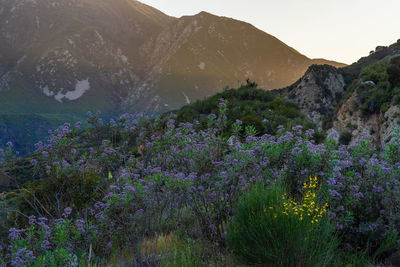 Purple flowering plants on land against mountains