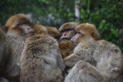 Close-up of monkeys