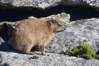 Animal standing in a rock