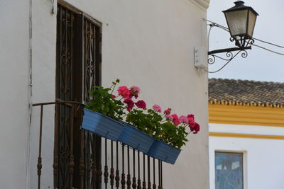 Potted plant against window of building