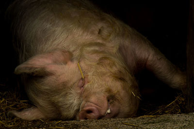 Close-up of a sleeping pig