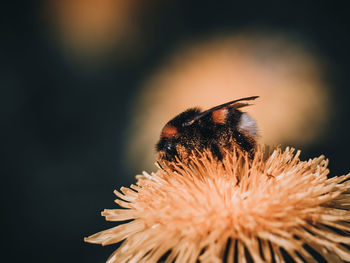 Close-up of bee on flower