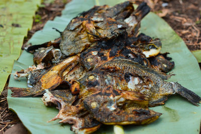 High angle view of fish on leaves