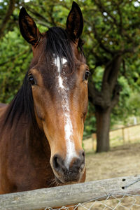 Close-up portrait of horse