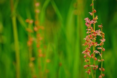 Close-up of plant growing in field