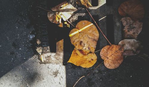 High angle view of dry leaves on rock