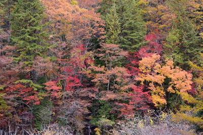 High angle view of autumnal trees in forest