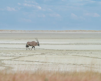 One oryx walking in animal tracks on a salt pan