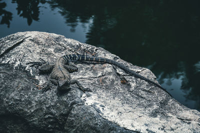 One lizard on stone near pond
