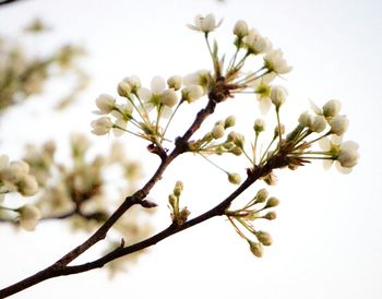 Close-up of white flowers