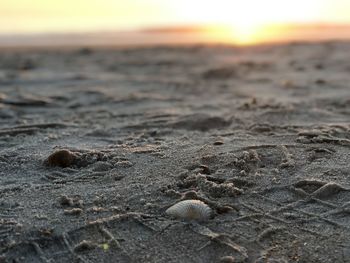 Close-up of shell on beach