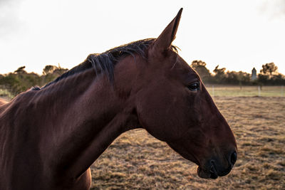 Side view of horse on field against sky