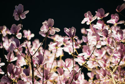 Close-up of pink cherry blossoms