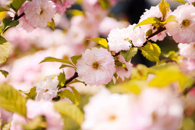 Close-up of cherry blossoms