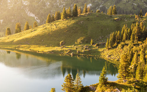 Scenic view of lake in forest