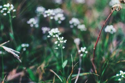 Close-up of flowers