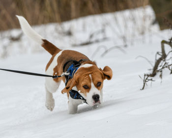 Dog on snow covered land