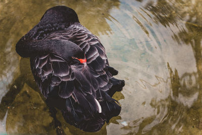 High angle view of black swan swimming in lake