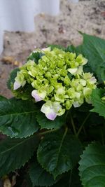 Close-up of pink flowers growing on plant