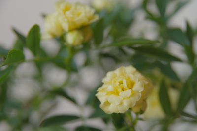 Close-up of yellow flowers blooming outdoors