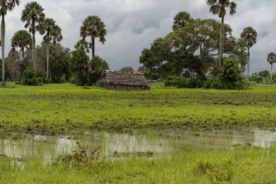 Scenic view of field against sky