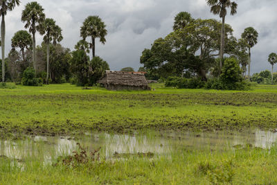 Scenic view of field against sky