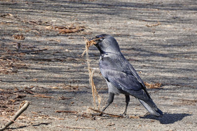 Jackdaws are highly intelligent and very social birds and can pull strings well.