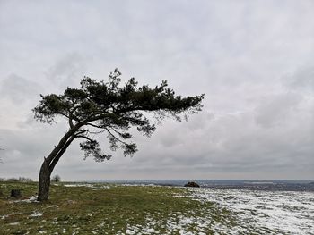 Tree by sea against sky