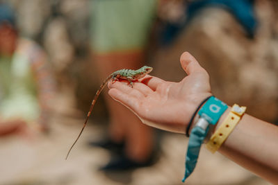 Cropped hand of woman holding lizard outdoors
