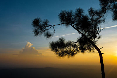 Silhouette tree against sky during sunset
