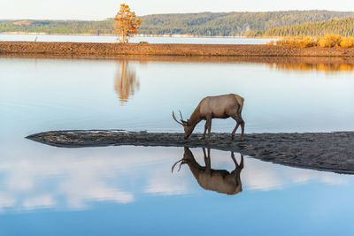 Elk standing by lake