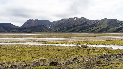 Wild white sheep roaming around iceland's highland rivers