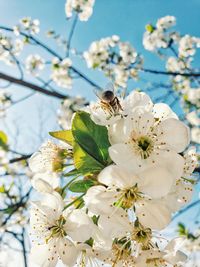 Close-up of white cherry blossoms