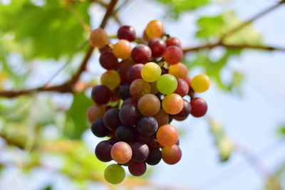 Close-up of grapes growing on tree