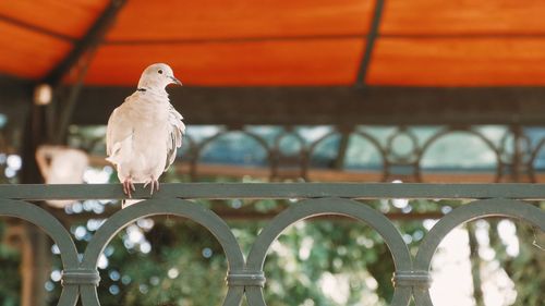 Close-up of bird perching on railing