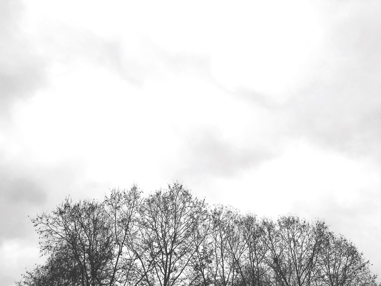 low angle view, tree, sky, cloud - sky, branch, high section, nature, beauty in nature, growth, cloudy, tranquility, treetop, silhouette, cloud, scenics, bare tree, outdoors, day, no people, tranquil scene