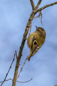 Low angle view of bird perching on branch against sky