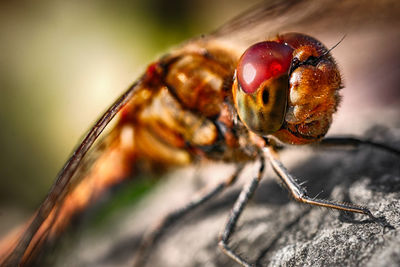 Close-up of insect