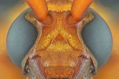 Macro shot of an animal