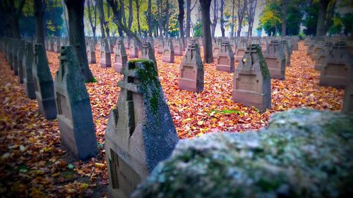 Panoramic shot of plants against trees