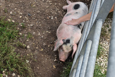 High angle view of pig in farm