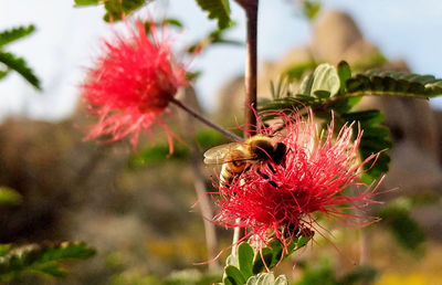 Close-up of insect on red flower