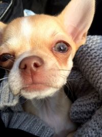 Close-up portrait of dog