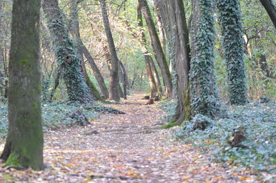 Trees in forest