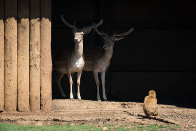 Monkey looking at deer standing in zoo