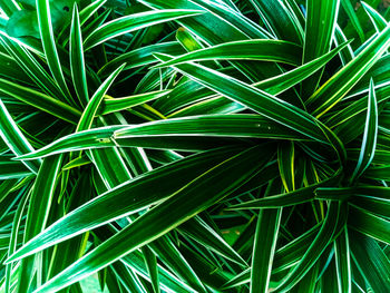 Full frame shot of palm tree