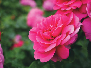 Close-up of pink rose flower in garden