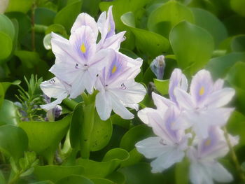 Close-up of white flowering plant