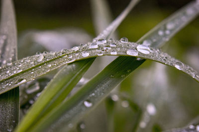 Close-up of water drops on plant during rainy season